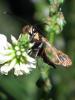 72906 – Photo : gauthier – France (38)