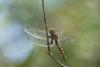 72755 – Photo : Olivier Reisinger – France (83)