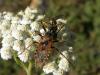 72962 – Photo : Maite Santisteban Rivero – Espagne
