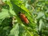 72060 – Photo : Éric Maurice – France (88)
