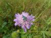 72461 – Photo : Éric Maurice – France (88)