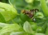 72637 – Photo : Éric Maurice – France (88)