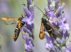 72970 – Photo : Franck Buron – France (49)