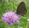 72477 – Photo : Axel Dehalleux – France (63)