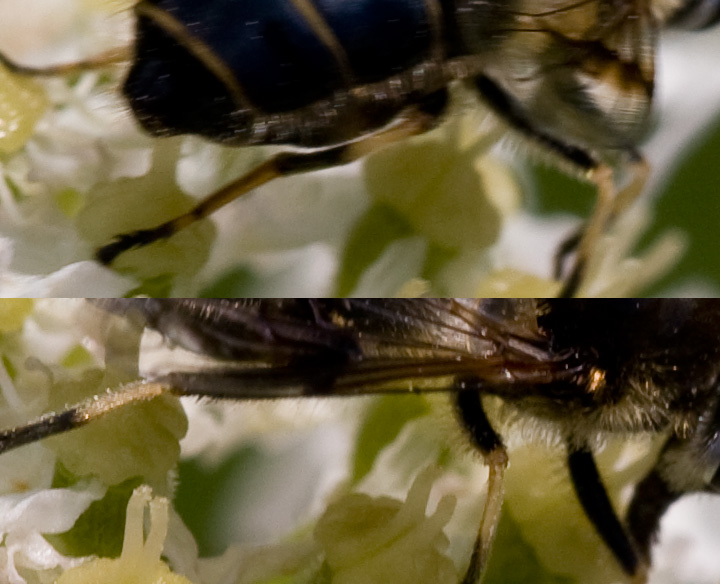 Pierre Duhem - Eristalis (Eoseristalis) rupium - réf. 72564 (720 x 584 pixels, 118 ko)