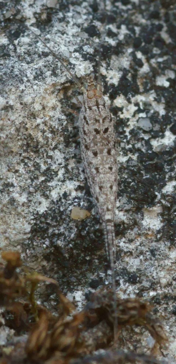 Pierre Gros - Machilinus rupestris - réf. 72551 (724 x 1500 pixels, 191 ko)