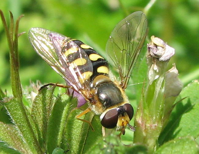 Elisabeth A. Harris - Eupeodes (Eupeodes) luniger - réf. 72139 (649 x 501 pixels, 76 ko)