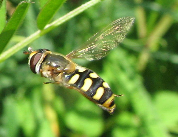 Elisabeth A. Harris - Eupeodes (Eupeodes) luniger - réf. 72138 (710 x 548 pixels, 62 ko)