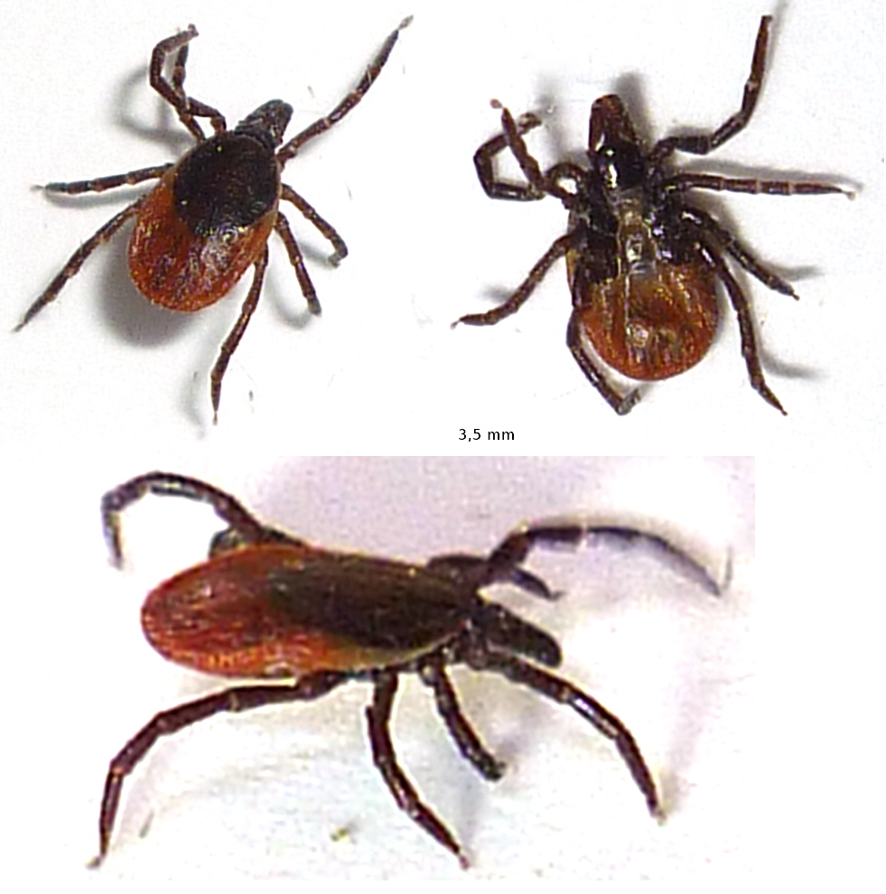 Michel Bertrand - Ixodes (Ixodes) ricinus - réf. 72017 (981 x 990 pixels, 213 ko)