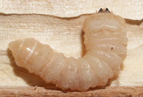 Chlorophorus glabromaculatus
