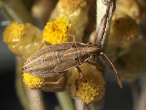 Réf. 73 184 : Maccevethus sp.