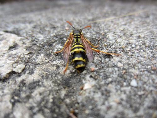 Polistes sp.