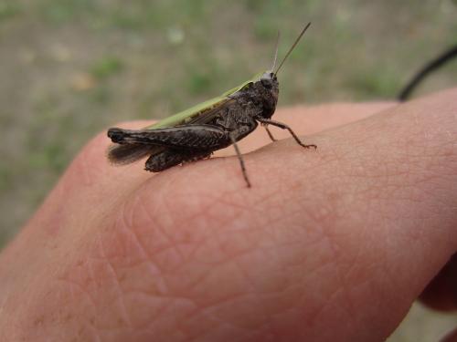 Omocestus rufipes