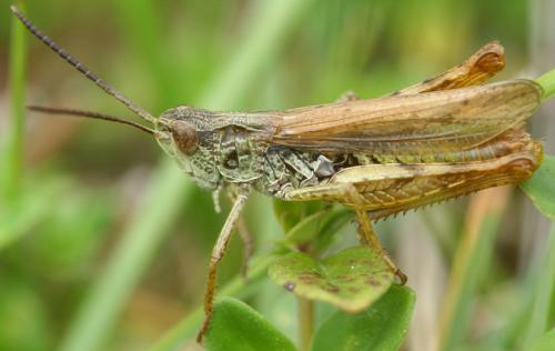 Chorthippus apricarius apricarius
