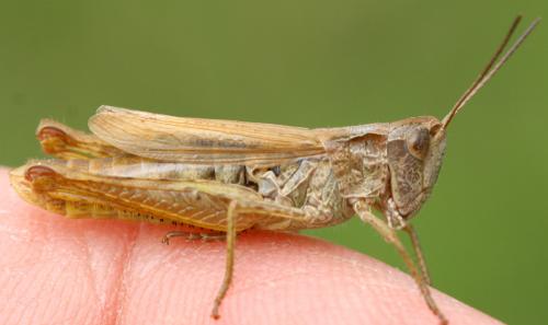 Chorthippus apricarius apricarius