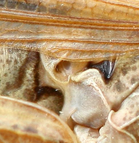 Chorthippus apricarius apricarius