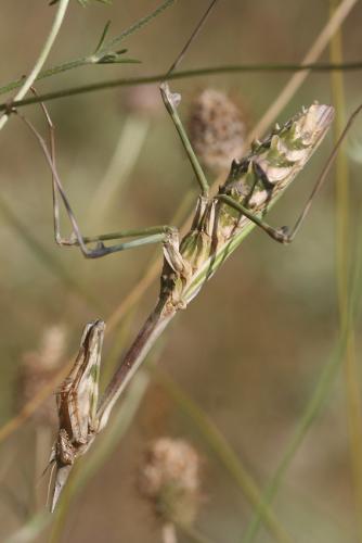 Réf. 73 593 : Empusa pennata