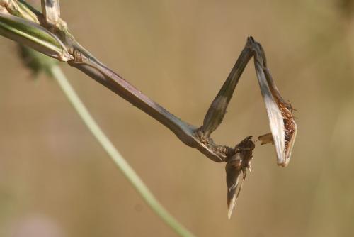 Réf. 73 594 : Empusa pennata