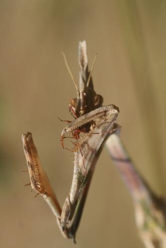 Réf. 73 595 : Empusa pennata