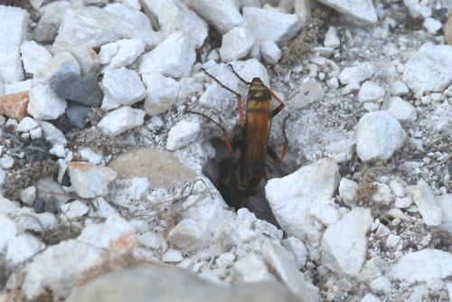 Réf. 73 544 : Cryptocheilus alternatus