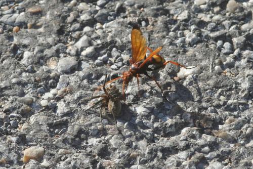 Réf. 73 545 : Cryptocheilus alternatus