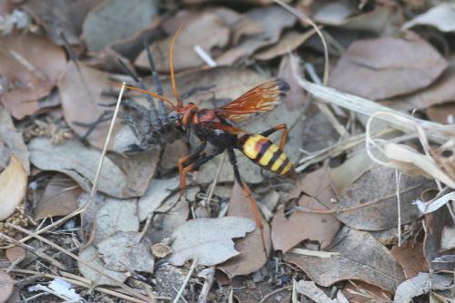 Réf. 73 546 : Cryptocheilus alternatus