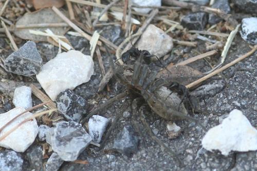Réf. 73 547 : Cryptocheilus alternatus