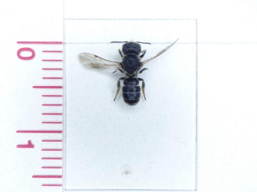 Heriades truncorum