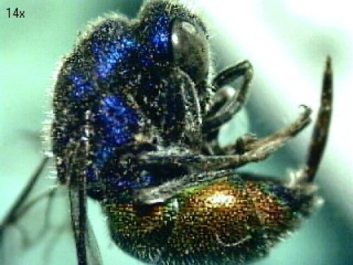 Réf. 73 755 : Chrysis analis