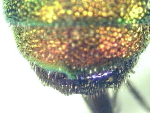 Chrysis analis