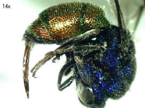 Réf. 73 756 : Chrysis analis