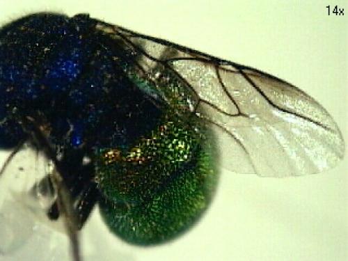 Chrysis analis