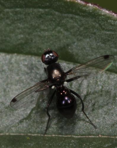 Sepsis sp.
