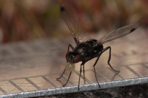 Réf. 73 029 : Sepsis sp.