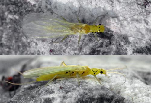 Réf. 73 555 : Chloroperla sp.