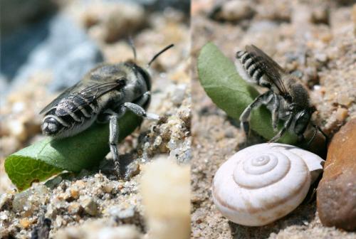 Megachile pilidens