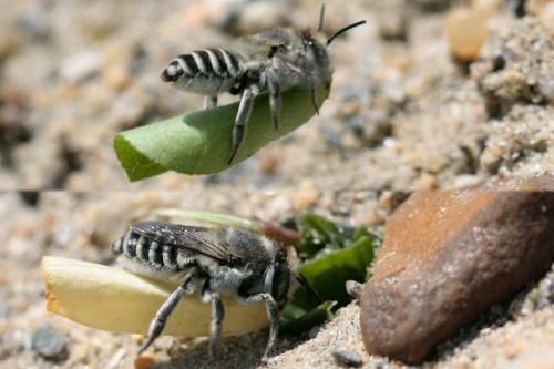 Megachile pilidens
