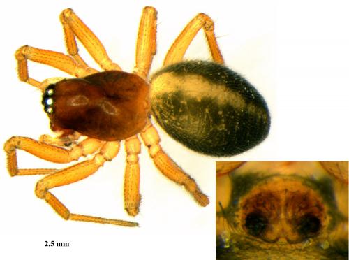 Gnathonarium dentatum