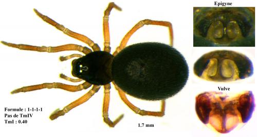 Erigonoplus globipes