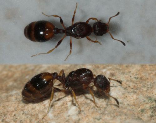 Temnothorax unifasciatus
