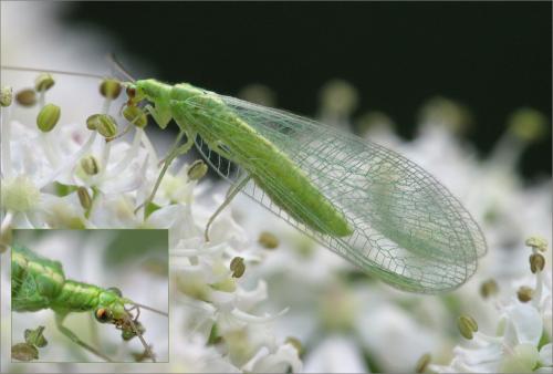 Réf. 73 570 : Chrysoperla affinis