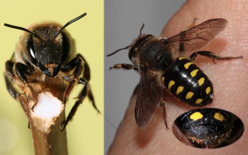 Anthidium septemspinosum