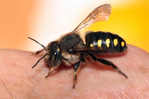 Anthidium septemspinosum
