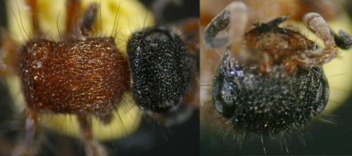 Smicromyrme rufipes