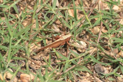 Platycleis sp.