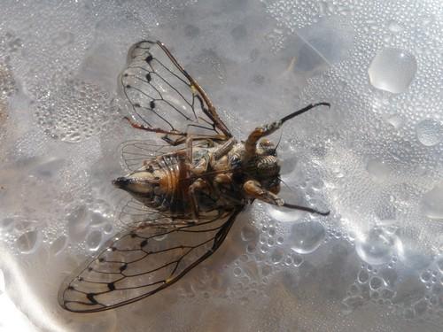 Réf. 73 245 : Cicada orni