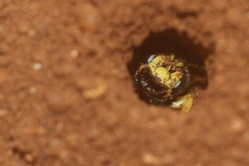 Cerceris sp.