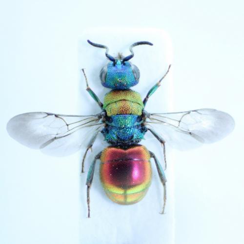 Réf. 73 861 : Hedychrum aureicolle niemelai