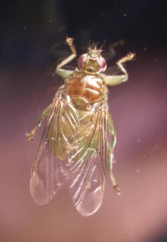 Ornithomya avicularia