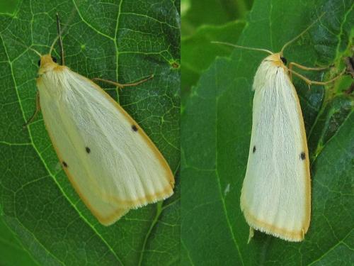 Cybosia mesomella